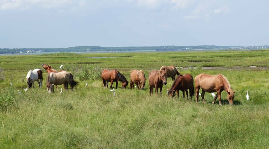 Assateague Island National Seashore