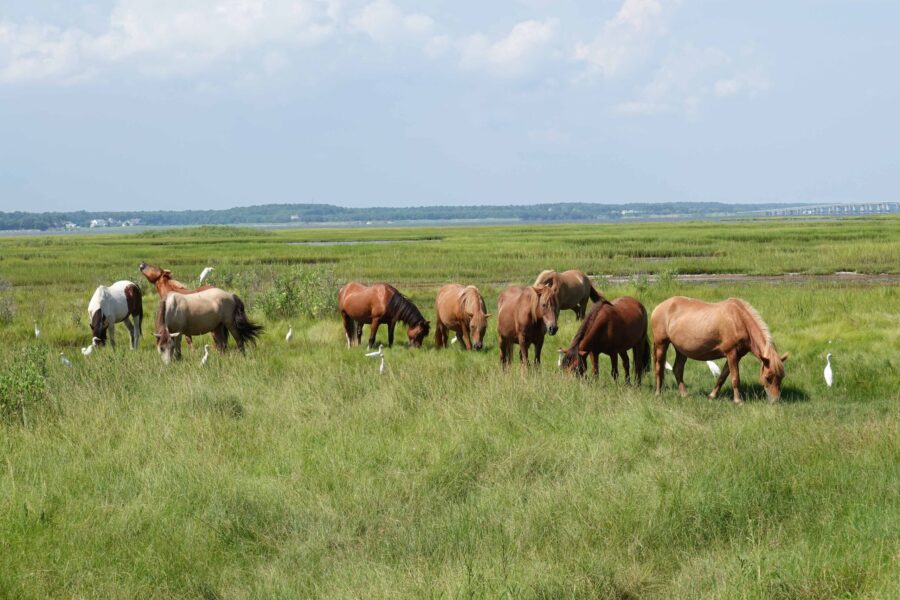 Assateague Island National Seashore